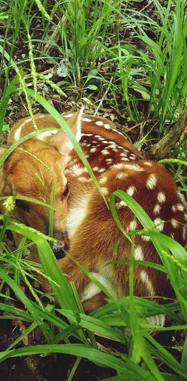Baby deer