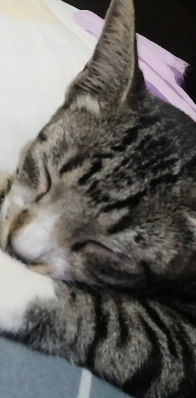 Cat Sleeping 