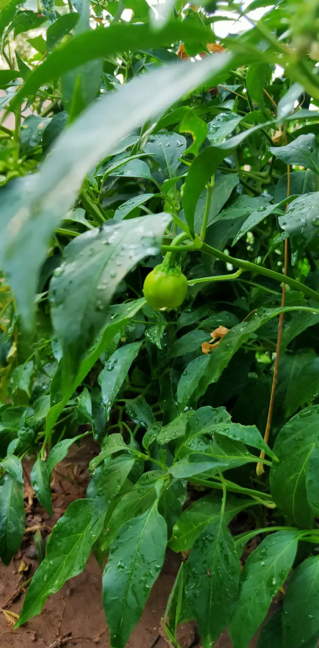 Rounded pepper