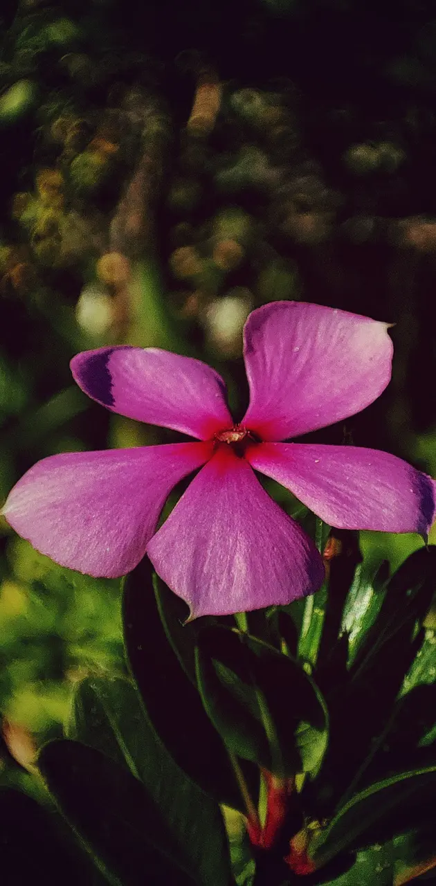 Flower in contrast 