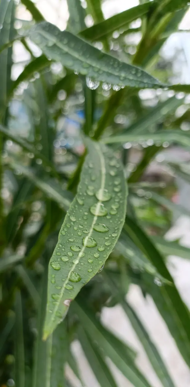 Leaf Droplets