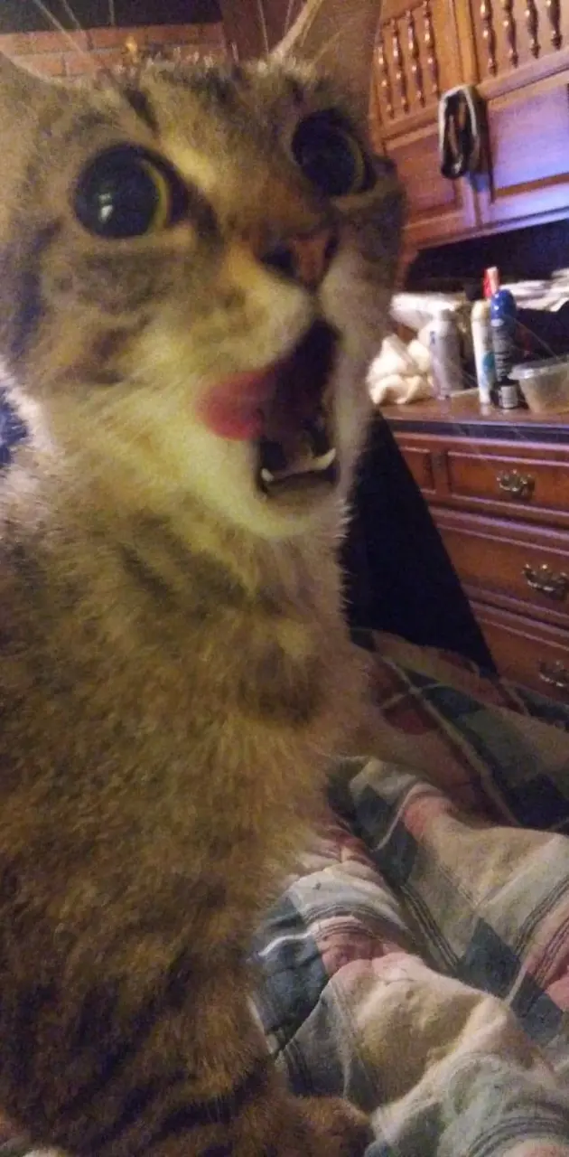 Yelling Kitty