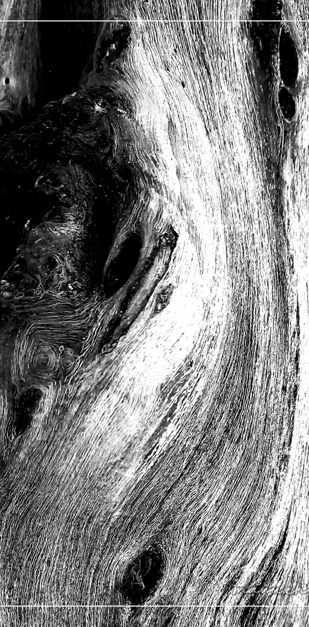 BNW of a tree