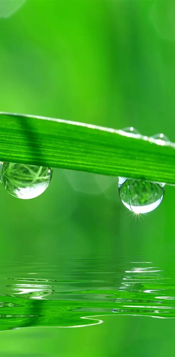 Water On Grass