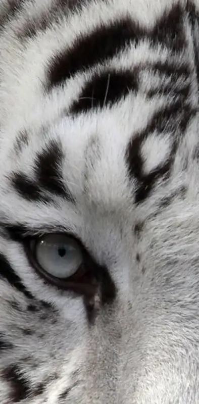 White tiger eyes