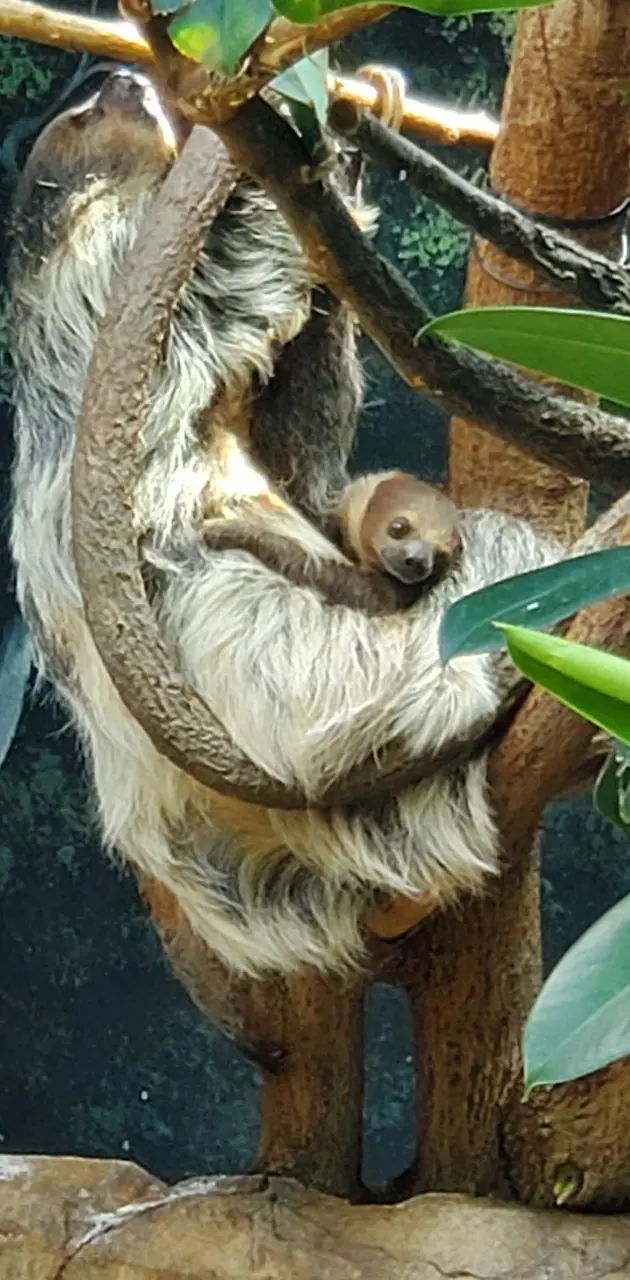 Sloth with baby