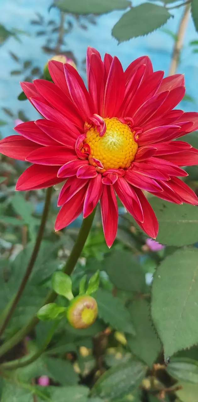 Daliya Flower