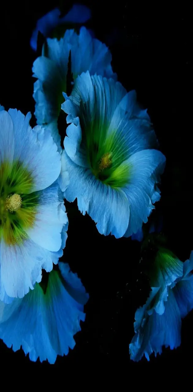 Blue flowers petal
