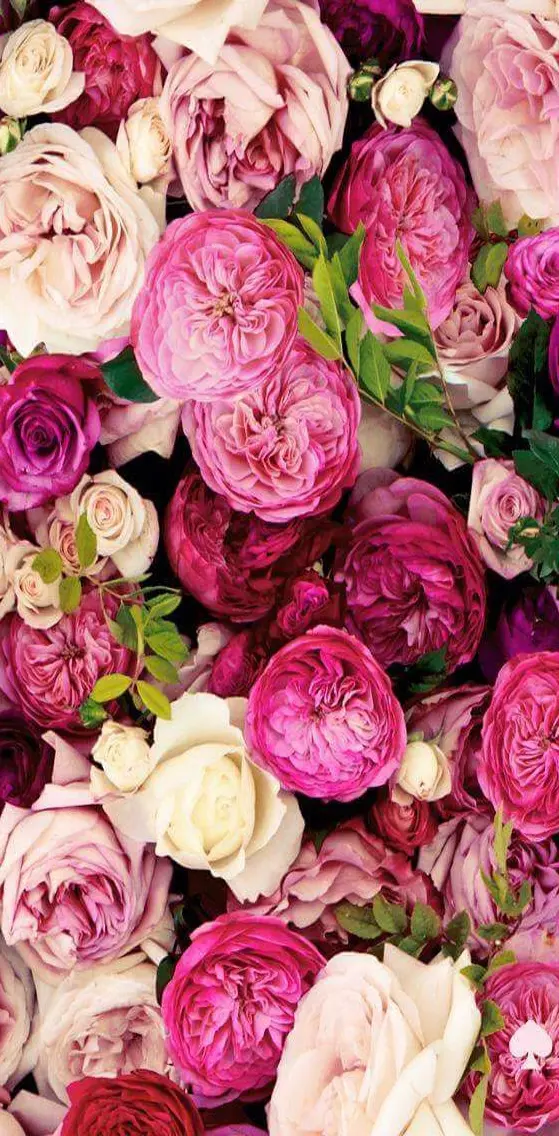 Beautiful  Roses
