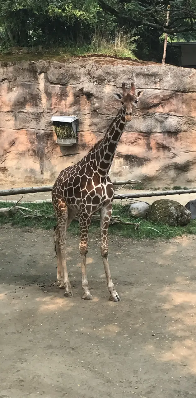 Giraffe 