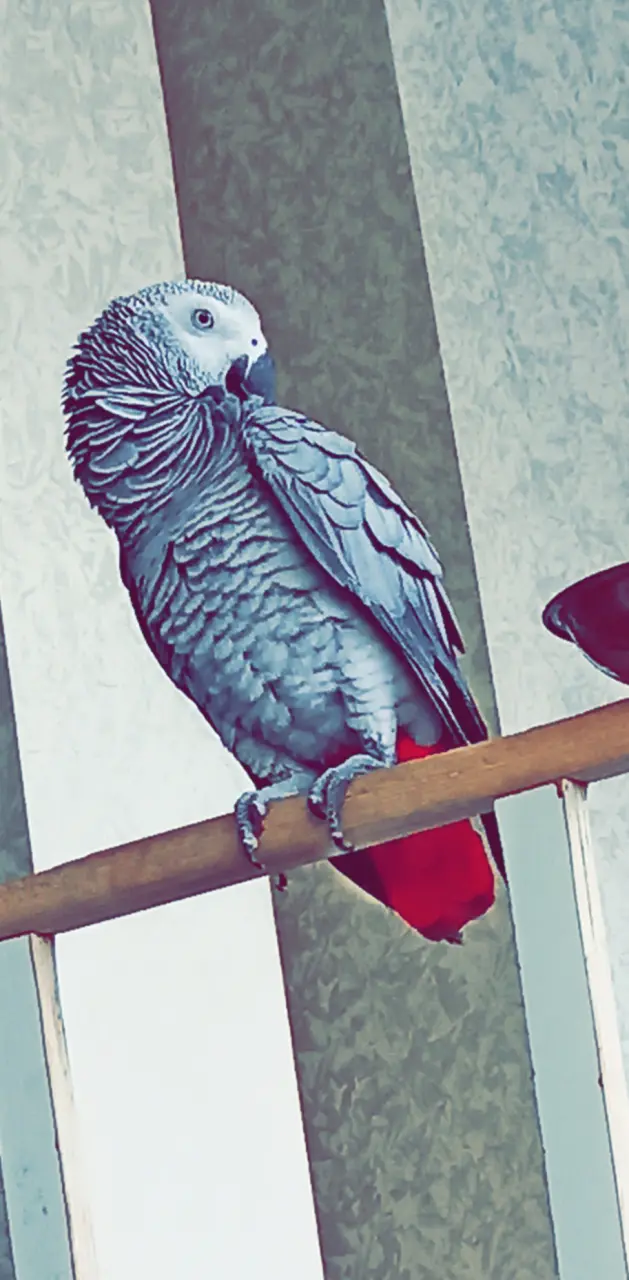Parrot  soka