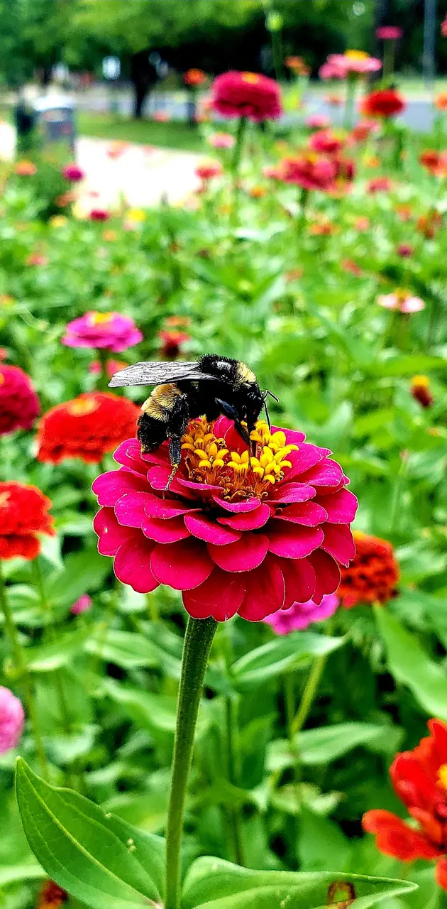 Pollination