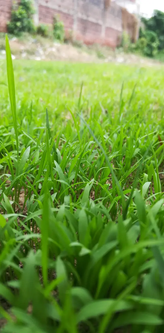 Green Grass pure