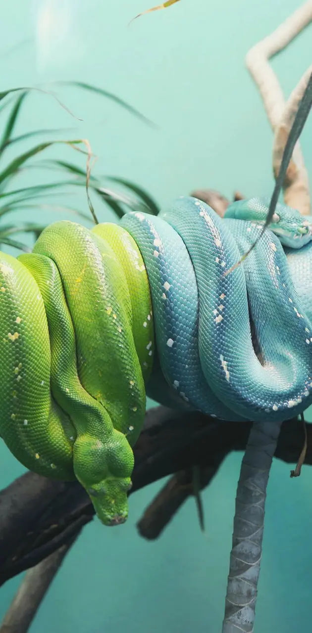 Nature Snake