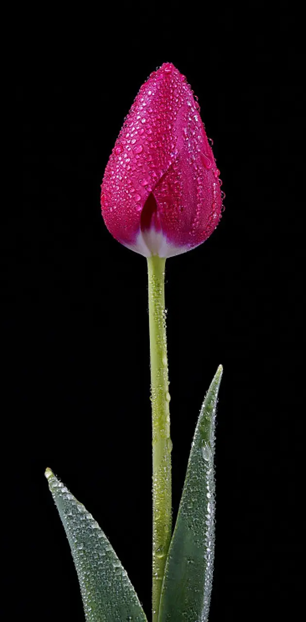 Dark pink tulip