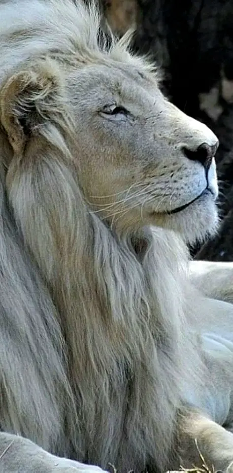 Old lion