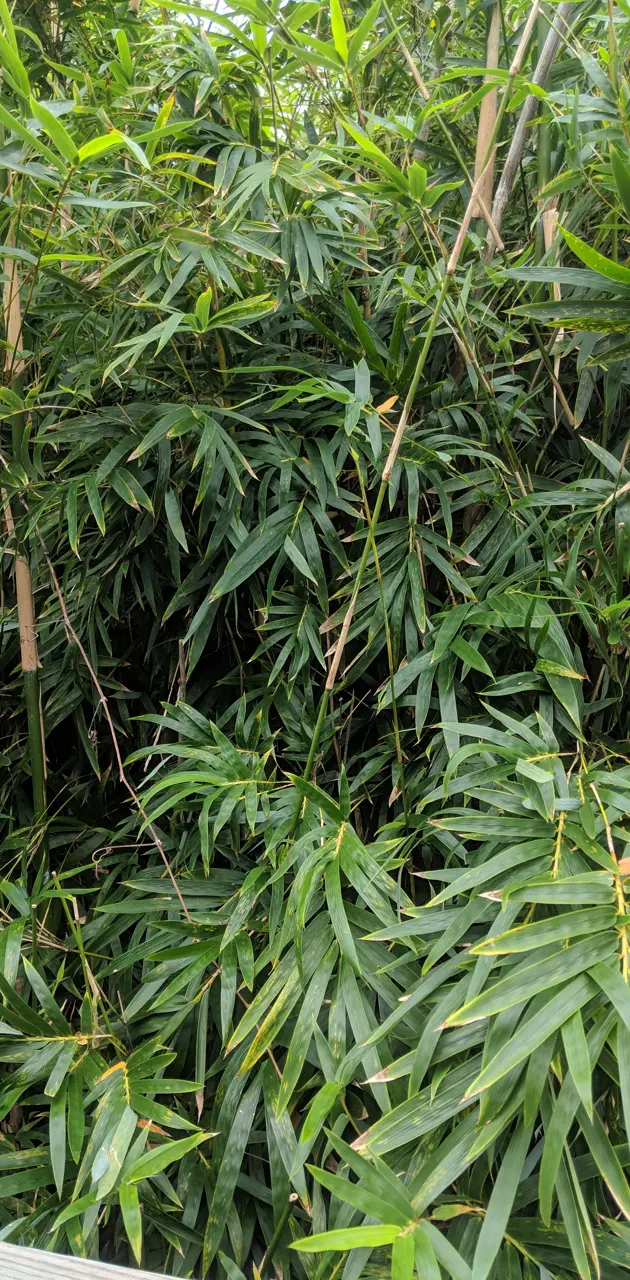 Bamboo Bliss