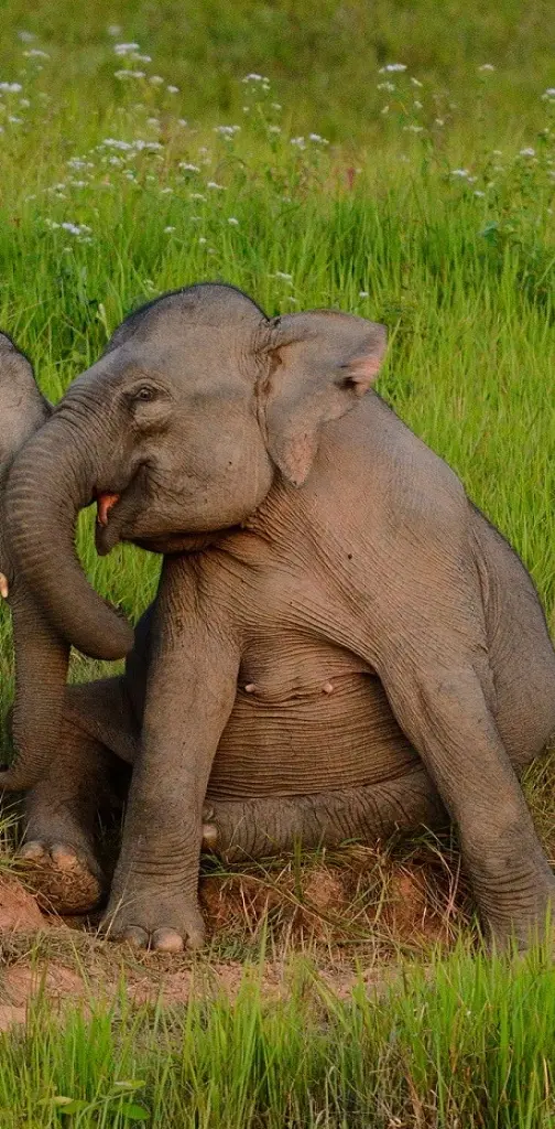 Energised Elephants