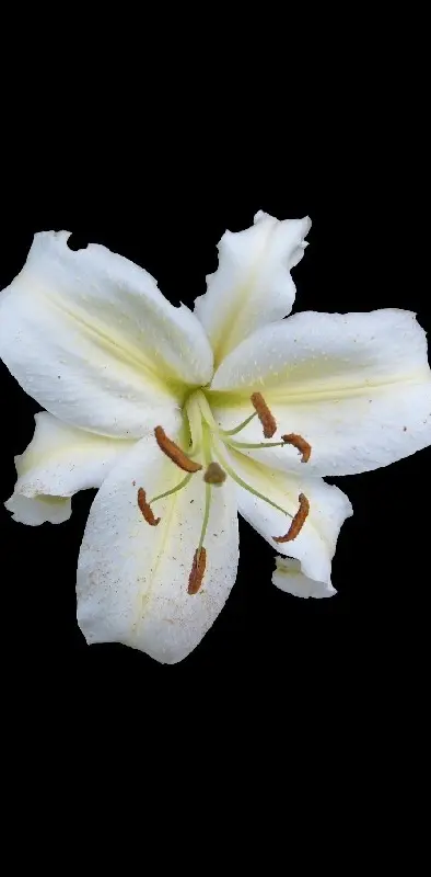 White Lily 3