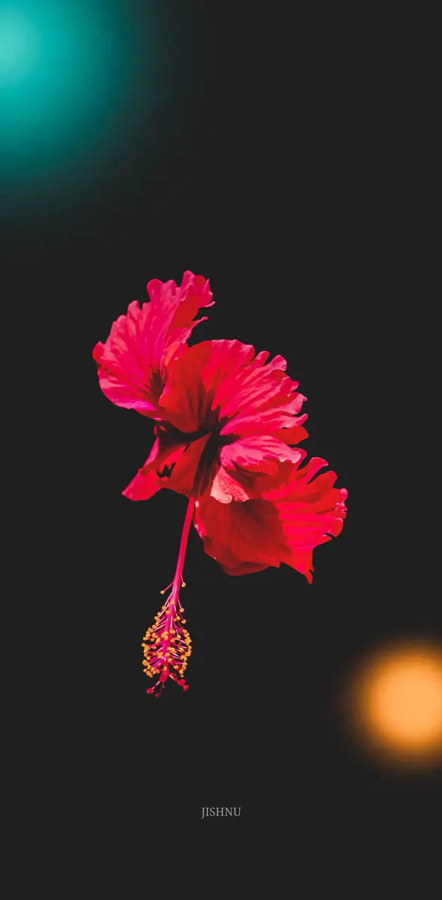 Hibiscus Rosa
