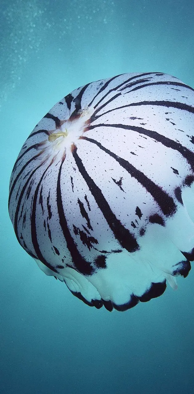 Umbrella Jelly Fish