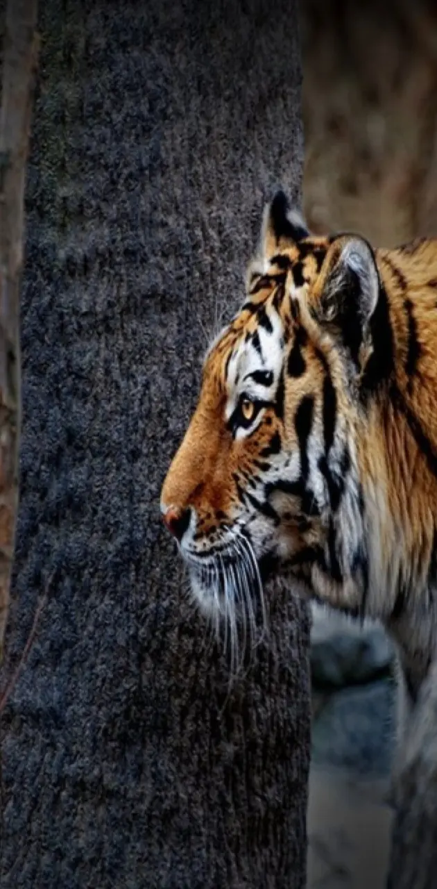 Tiger - The Predator
