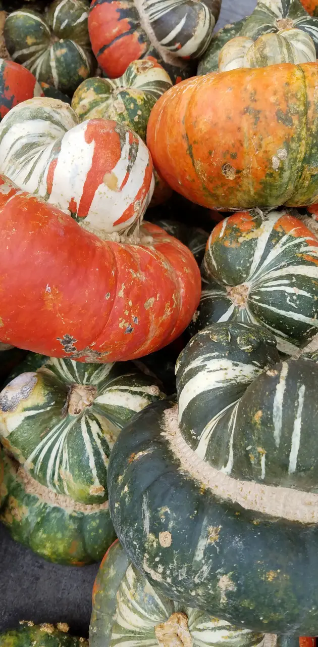 Fall Pumpkin 