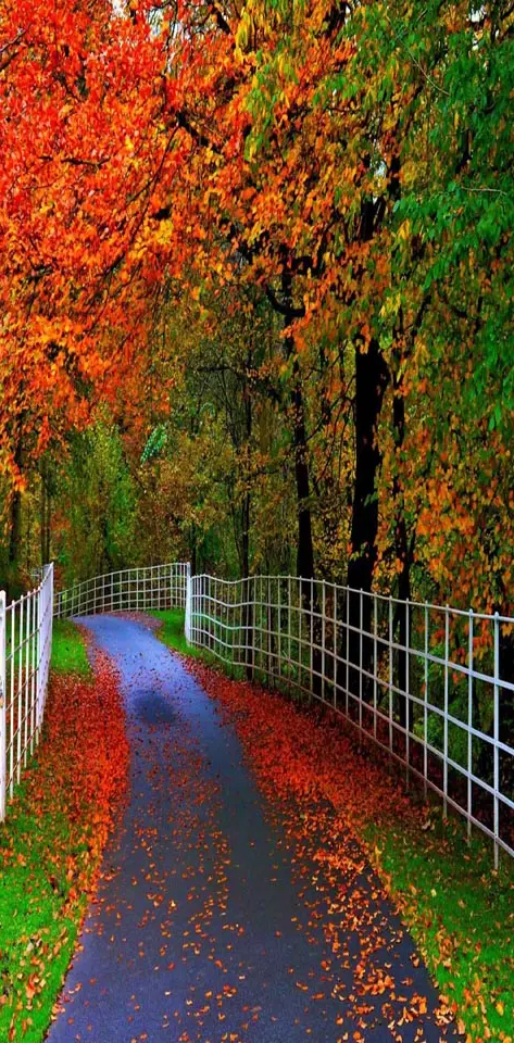Autumn Leaves Path