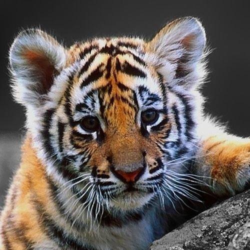 Baby Tiger wallpaper by MODTRON - Download on ZEDGE™