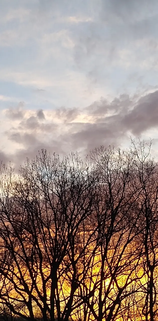 Sunrise with trees