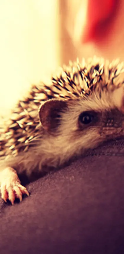 cute hedgehog hug