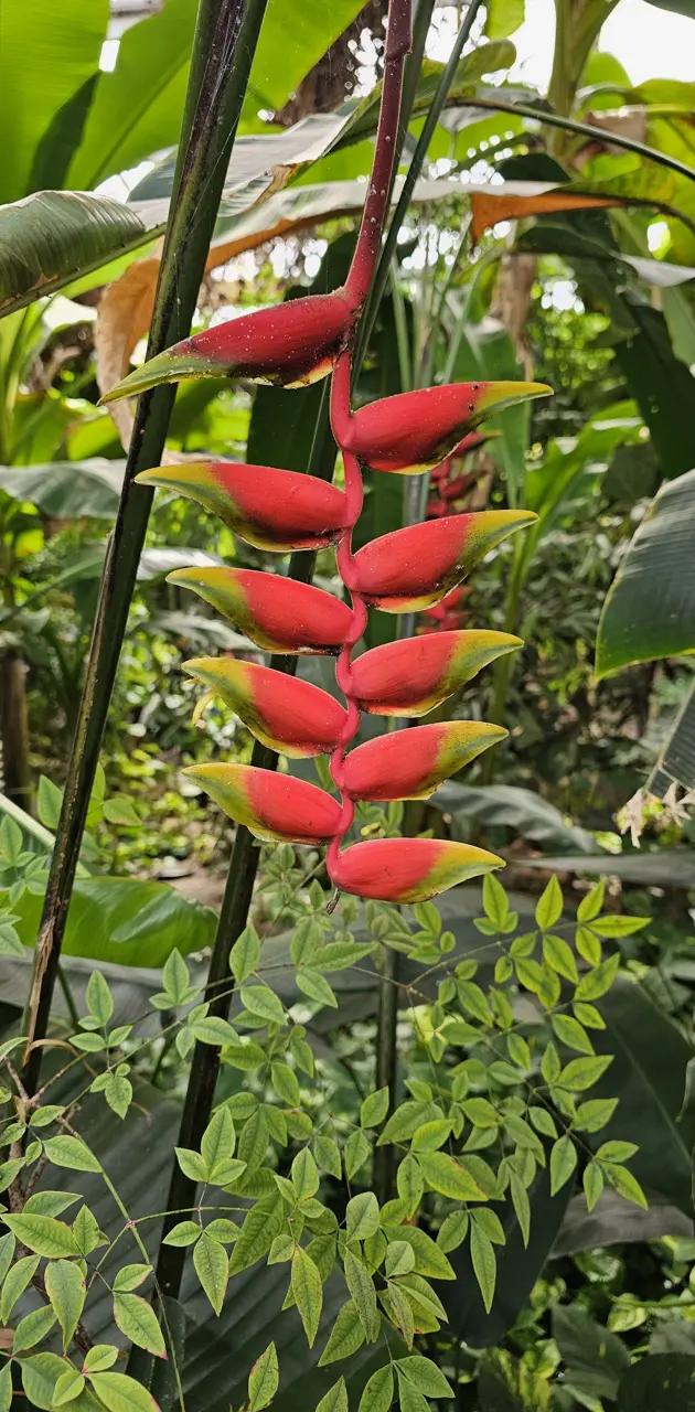 Tropical red plant
