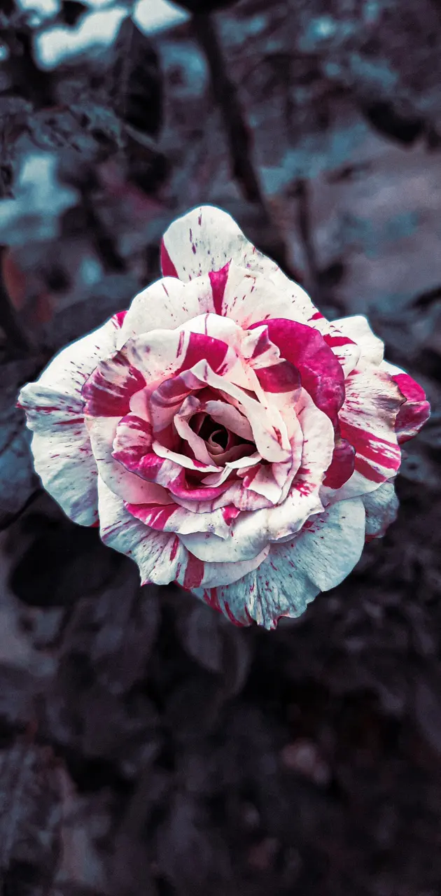 Blood rose