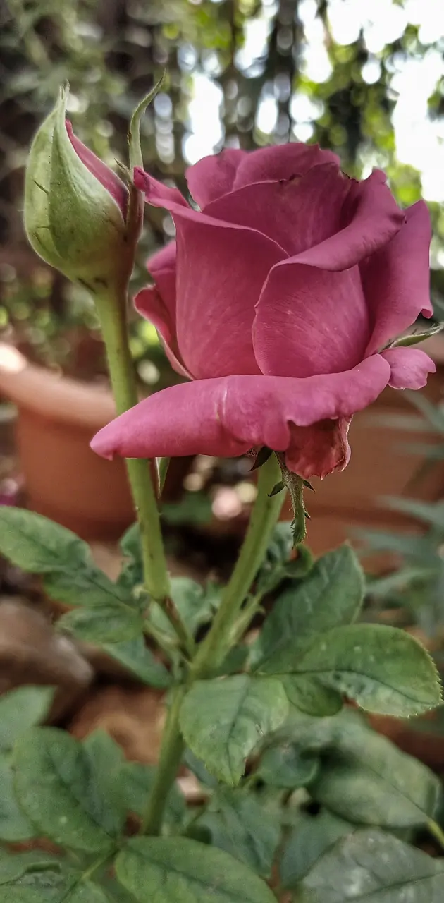 Rose flower natural