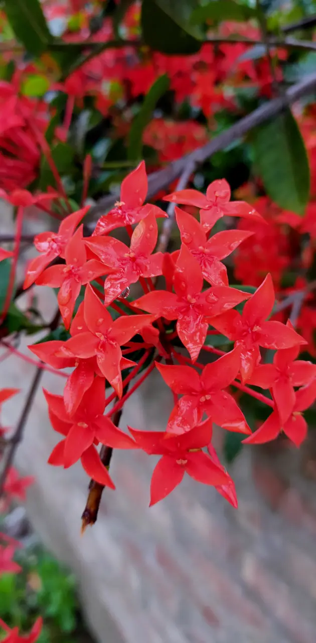Red ixora flower