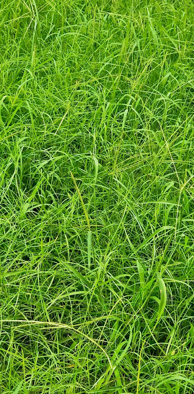 Grass Wallpaper HD