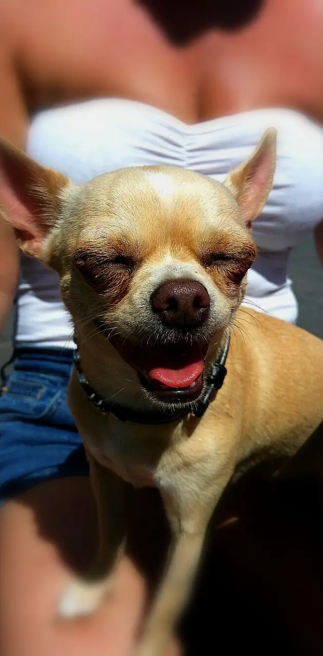 Chihuahua Summer sun