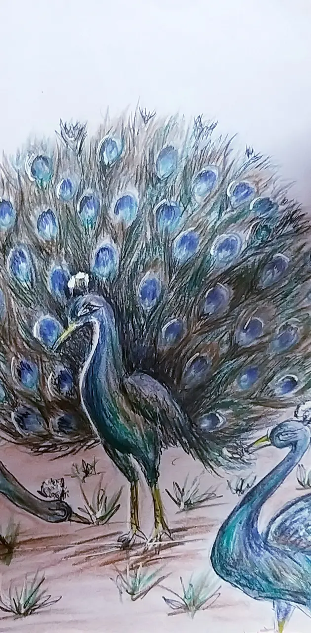 Peacock drawing