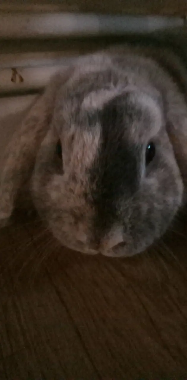 Roger rabbit