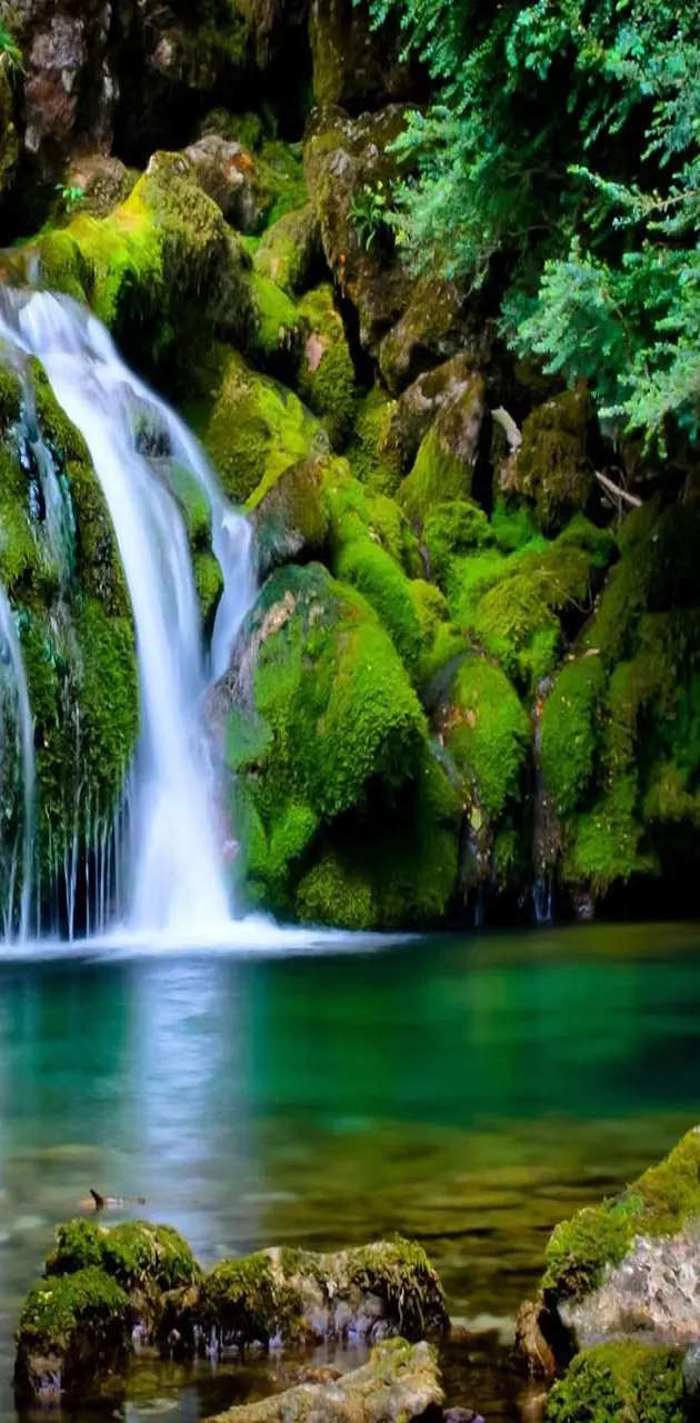 Waterfall Forest