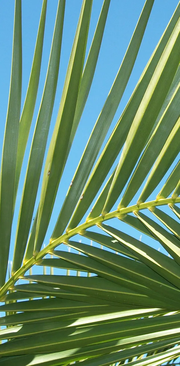 Palm Fronds