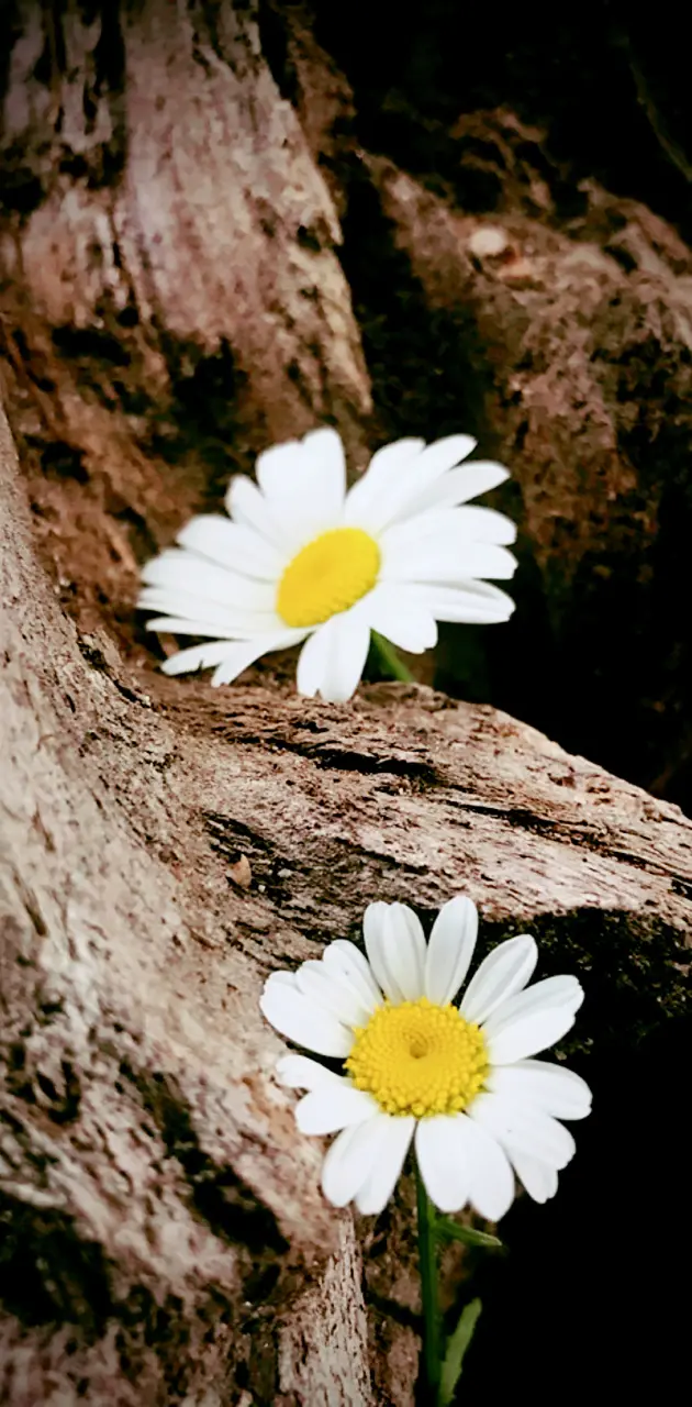 Daisys Wallpaper By Krisnw88 Download On Zedge™ 15a3