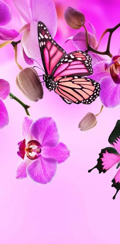 Orchid Butterflies
