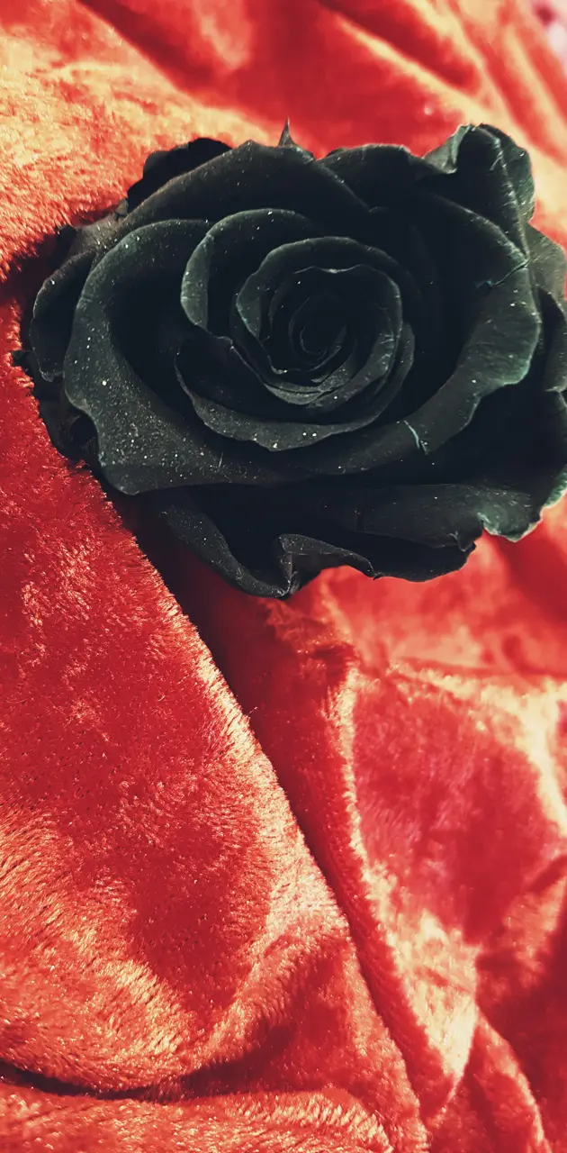 Black rose 2