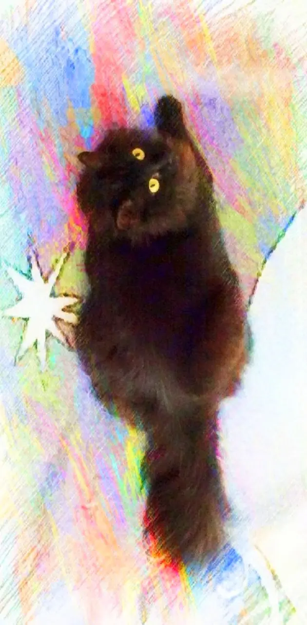 Black Rainbow Cat