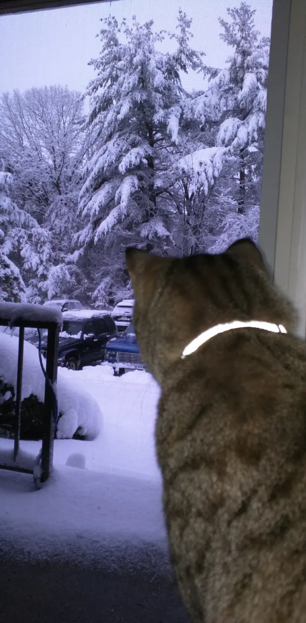 Snow watcher