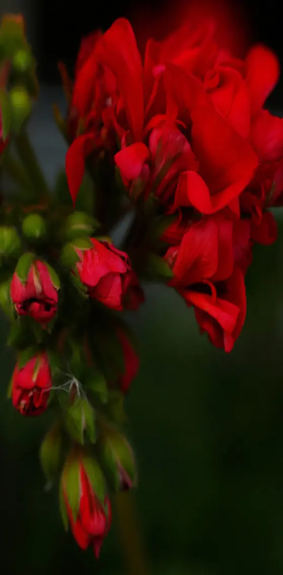 Red   Roses