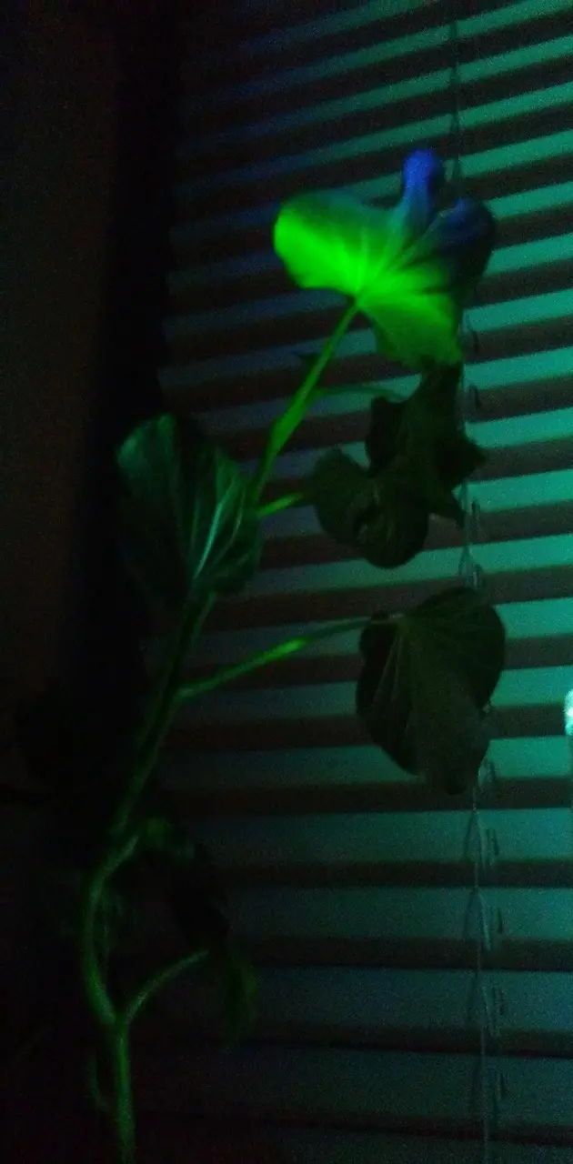 Lights on a leaf