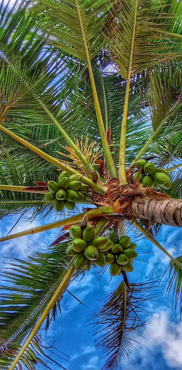 Ceylon Coconut