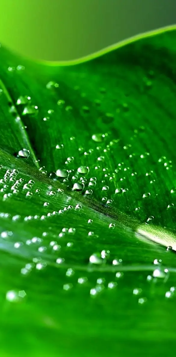 Leaf Water Droplets
